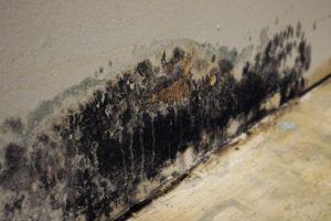 Mold Behind Baseboards