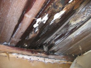 Mold Growing on Wood Planks