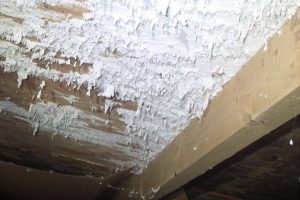 White Attic Mold