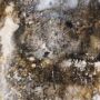 What are the Health Effects of Mold Exposure?